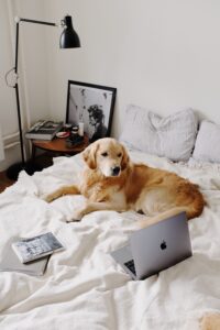 dog picture on bed- pexels-4297820